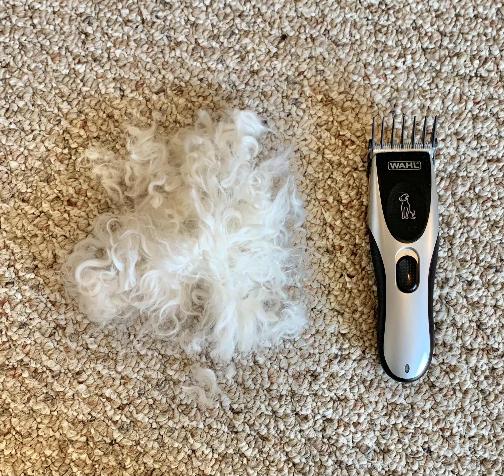 Photo of dog clippers on carpet next to a pile of shaved dog hair