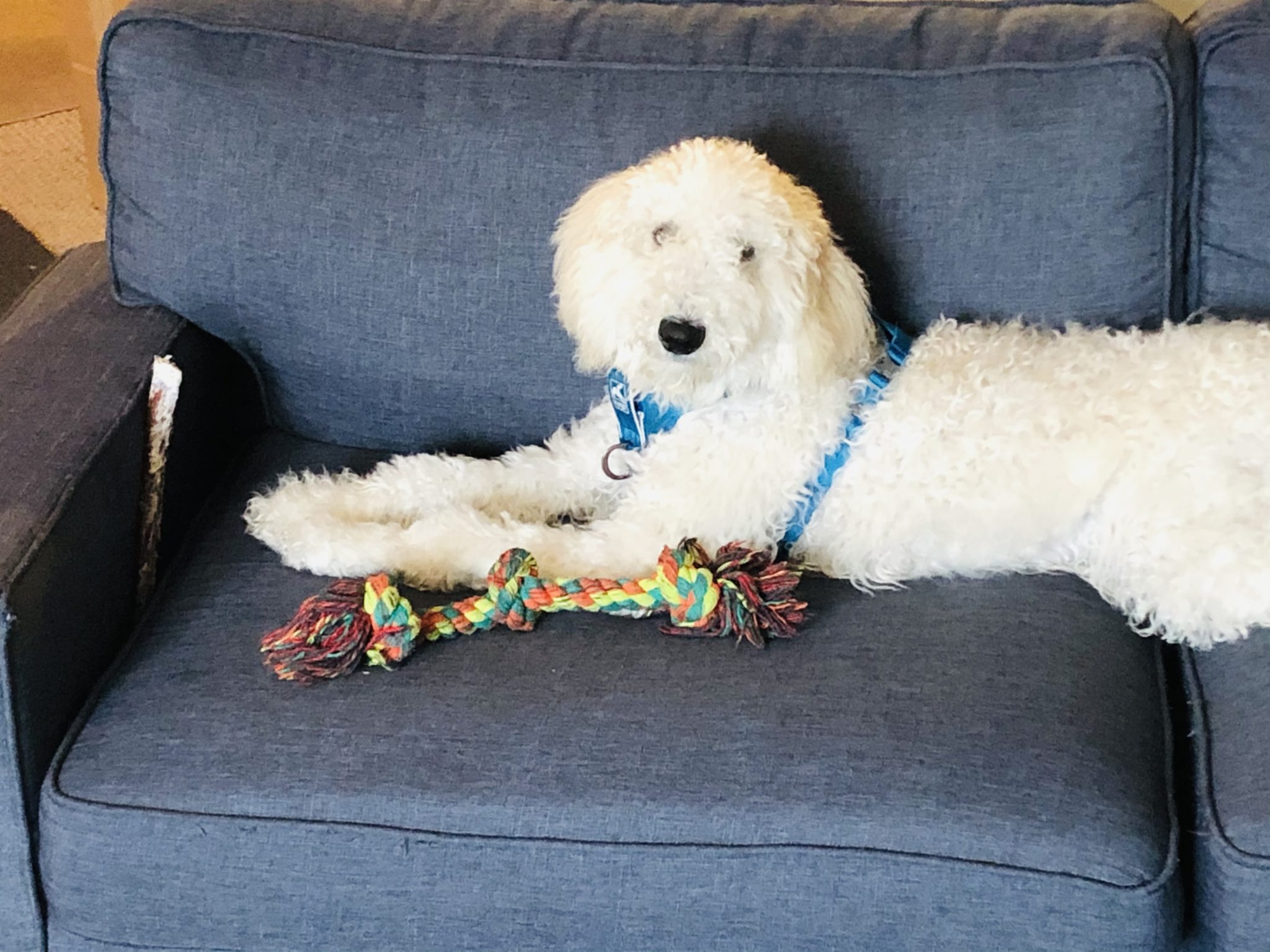 Photo of White Fluffy dog on blue couch with a rope toy