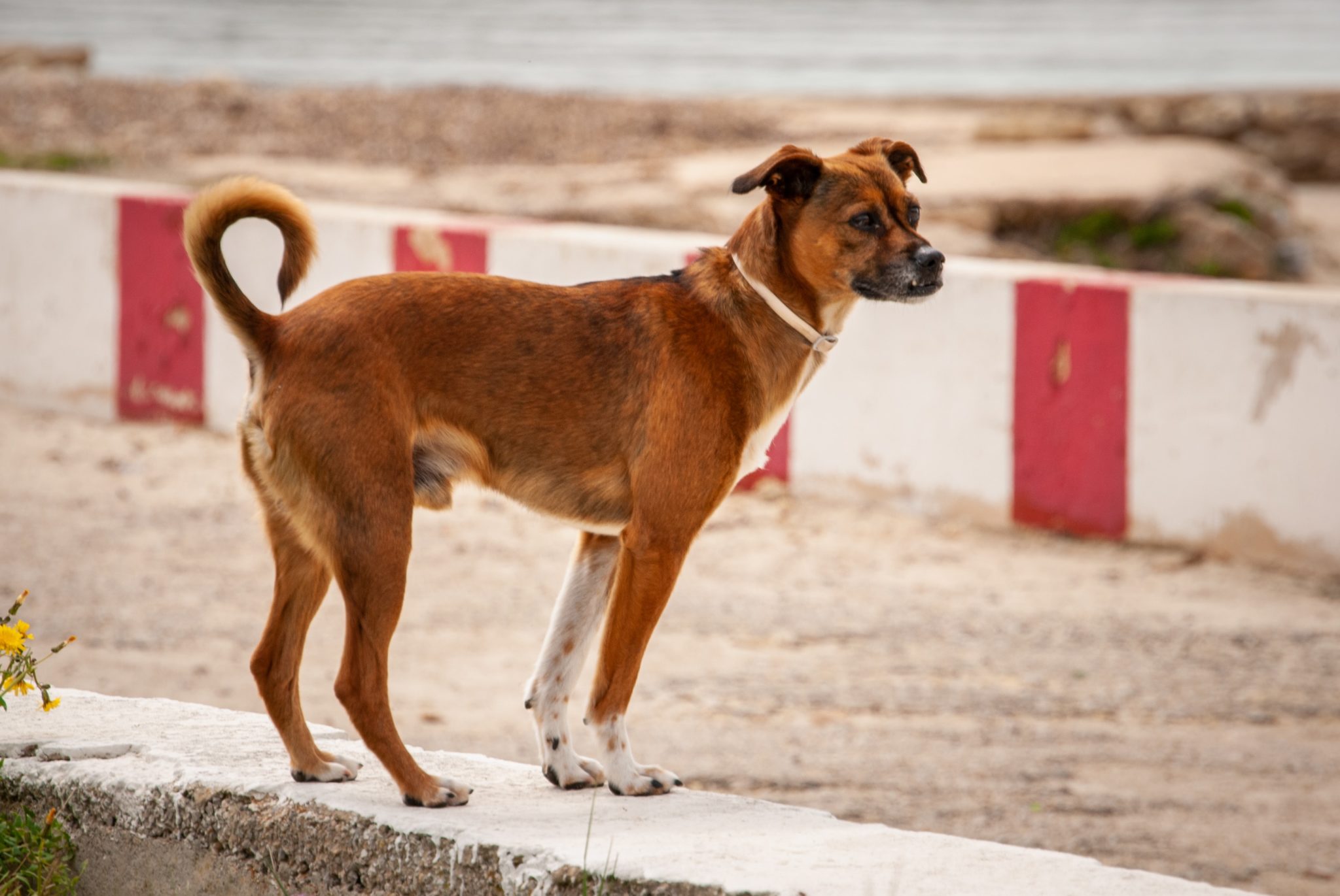 Photo of reddish-brown dog with curly tail standing on a concrete ledge with a red and white concrete wall and beach in background