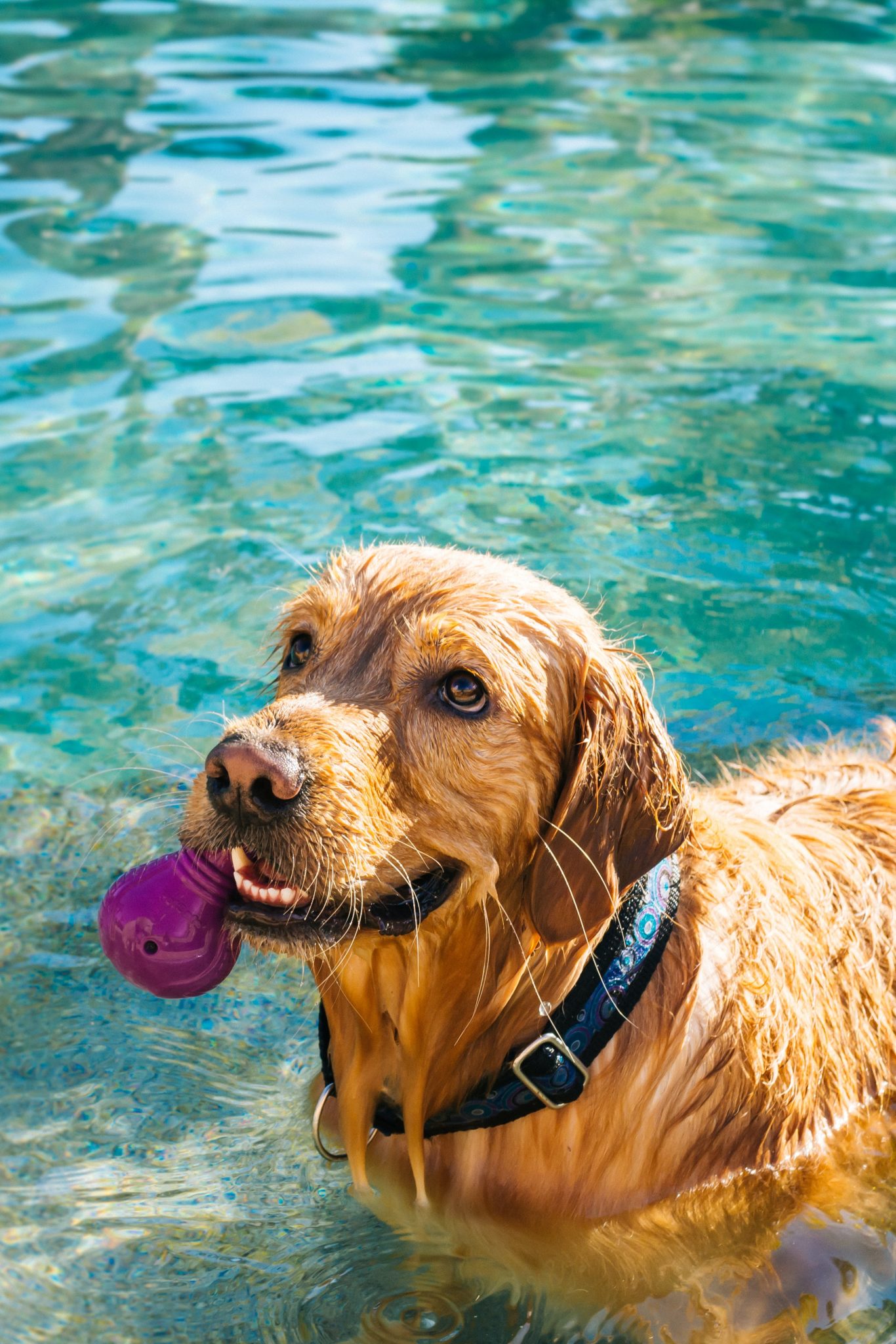 Photo of golden retriever in swimming pool with a black collar on and a purple toy in his mouth