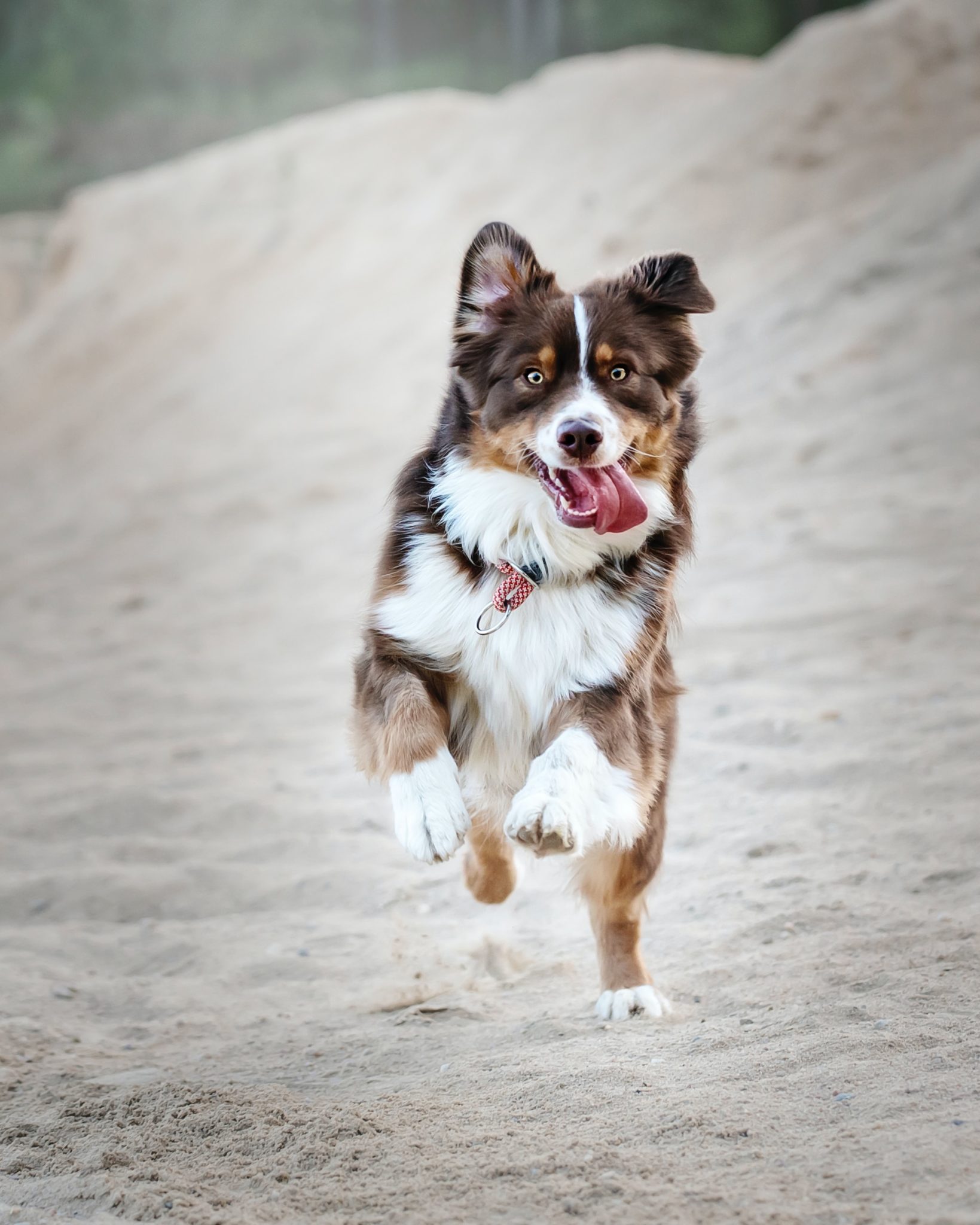 Photo of Border Collie running in sand with its tongue hanging out