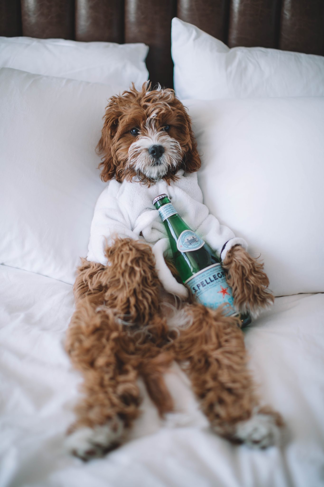 Brown and white dog lying on its back in a bed with a robe on and a bottle of San Pellegrino on its belly